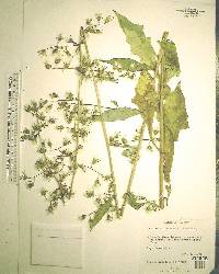 Lactuca floridana image