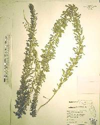 Lespedeza cuneata image