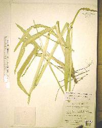 Paspalum floridanum image