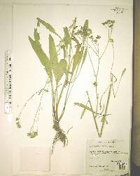 Hartwrightia floridana image