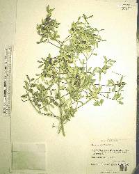 Ilex myrtifolia image