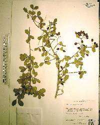 Viburnum obovatum image