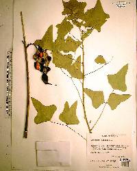 Erythrina herbacea image