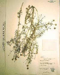 Dalea feayi image