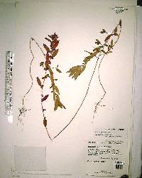 Acalypha gracilens image