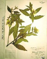 Ludwigia peruviana image