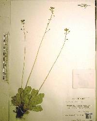 Samolus ebracteatus image