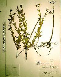 Hypericum cistifolium image