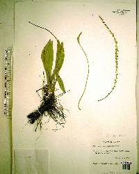 Plantago sparsiflora image