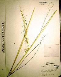 Sorghastrum secundum image