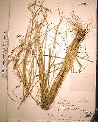 Aristida lanosa image