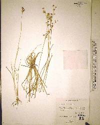 Juncus elliottii image