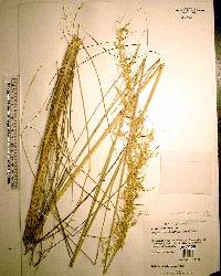 Sorghastrum secundum image