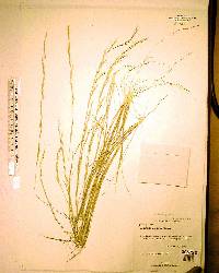 Aristida gyrans image