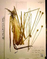 Xyris fimbriata image