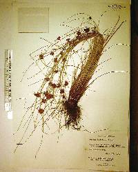 Cyperus fuligineus image