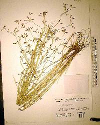 Psilocarya scirpoides image