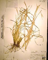 Andropogon longiberbis image