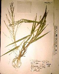 Leptochloa panicea subsp. brachiata image