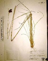 Rhynchospora fascicularis image