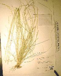 Stipa avenacioides image