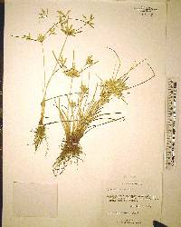 Cyperus compressus image