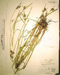 Scleria triglomerata image