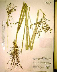 Juncus nodatus image