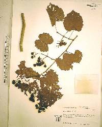 Vitis rotundifolia image