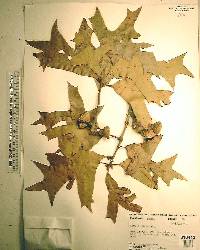 Quercus laevis image