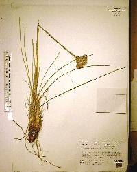 Carphephorus pseudoliatris image