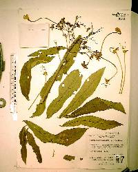 Clerodendrum indicum image