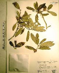 Quercus incana image