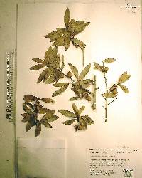 Quercus laurifolia image