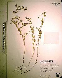 Chamaesyce hyssopifolia image