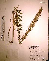 Liatris elegans image