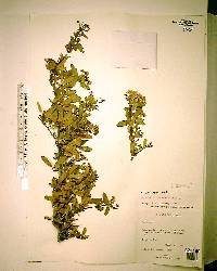 Pyracantha koidzumii image