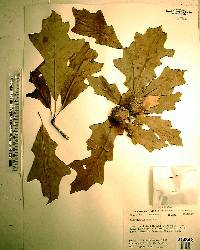 Quercus lyrata image