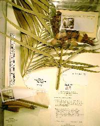 Macrozamia lucida image