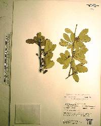 Sideroxylon lanuginosum subsp. lanuginosum image