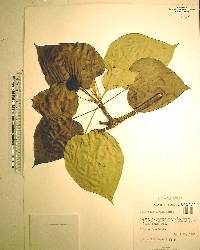 Aleurites fordii image