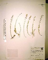 Polygala crenata image