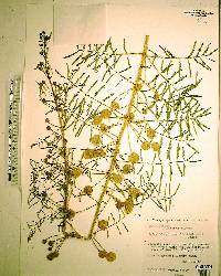 Mimosa microphylla image