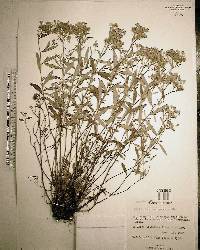 Helianthemum corymbosum image