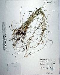 Rhynchospora colorata image