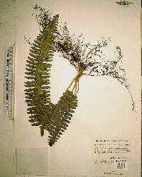 Nephrolepis cordifolia image