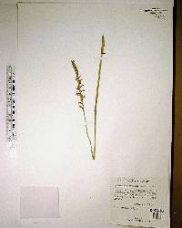 Spiranthes praecox image