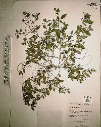 Indigofera pilosa image