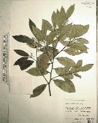 Prunus caroliniana image