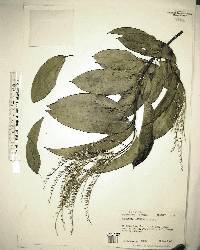 Oxydendrum arboreum image